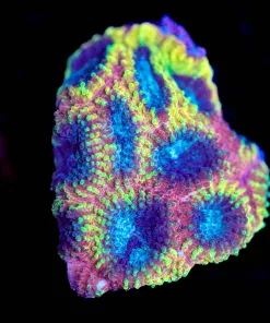 Wysiwyg Wolverine Favia Frag [F75]