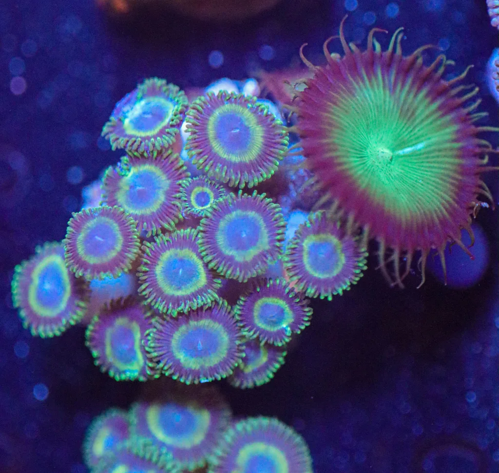 Frag Box Corals