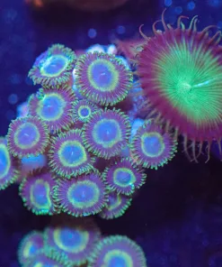 Wysiwyg Zoanthid Frag [F86]