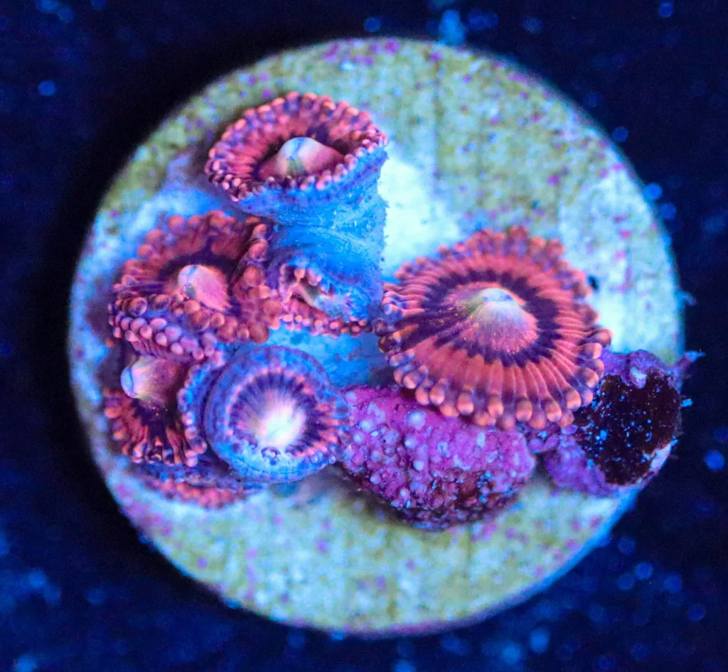 Frag Box Corals