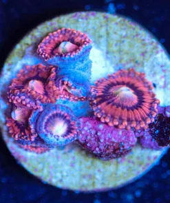 Wysiwyg Zoa Frag [F89]