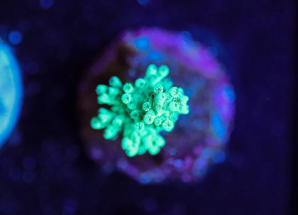 Frag Box Corals