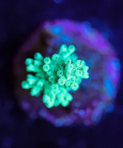 Wysiwyg Leather Coral Frag [F91]