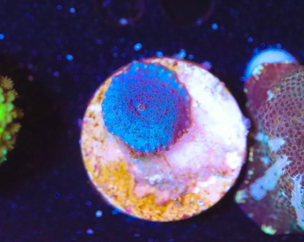 Frag Box Corals