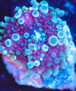 Wysiwyg  Unique Yuma Frag [F100]