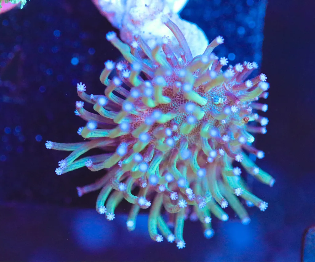 Frag Box Corals