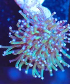 Wysiwyg Leather Coral Frag [F105]