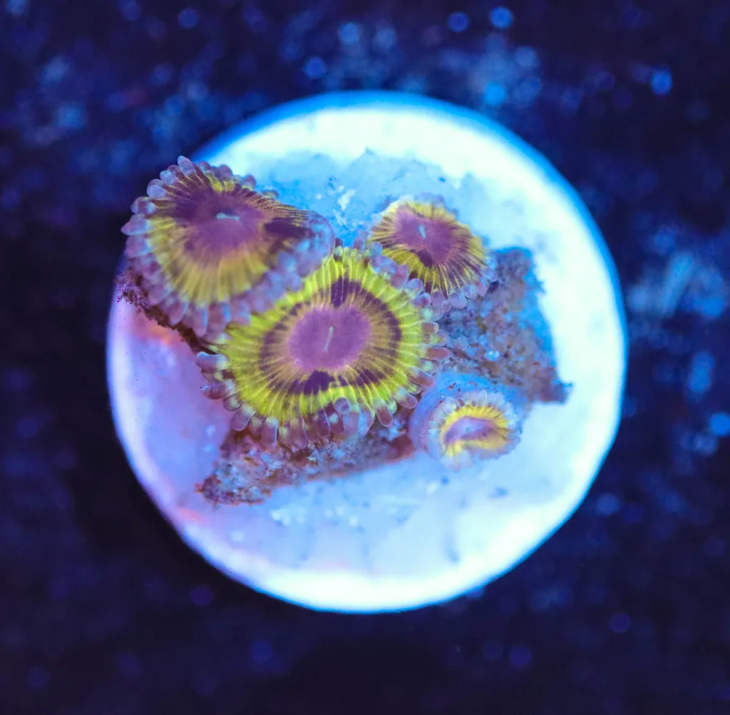 Frag Box Corals