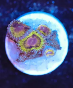 Wysiwyg Golden Zoa Frag [F109]