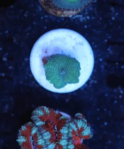 Wysiwyg Mushroom Frag [F111]