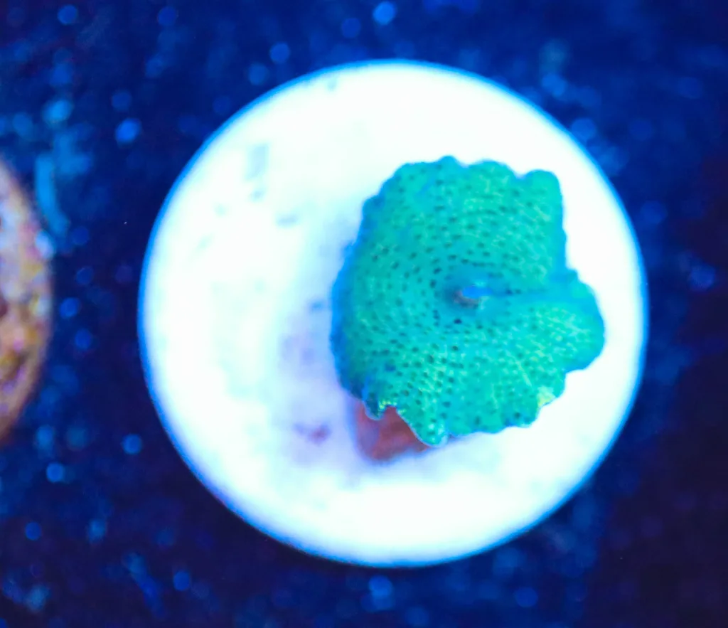 Frag Box Corals
