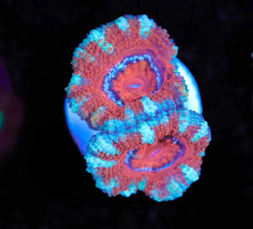 Frag Box Corals