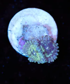 Wysiwyg Zoa Frag [F117]