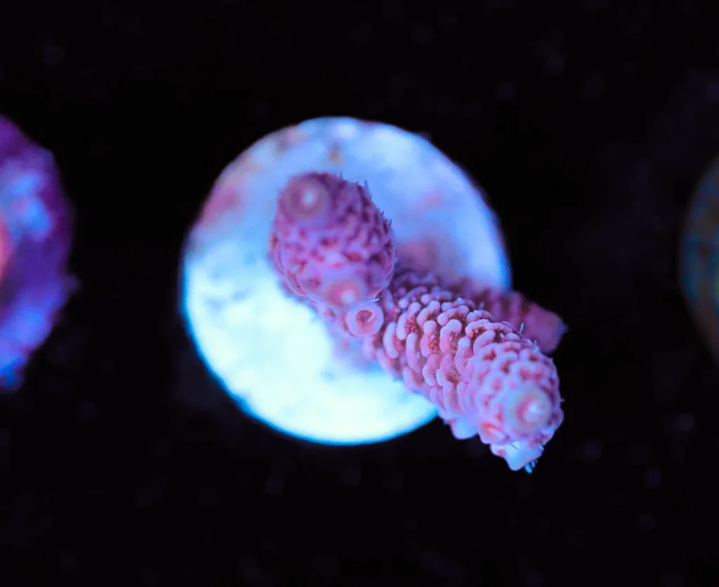 Frag Box Corals