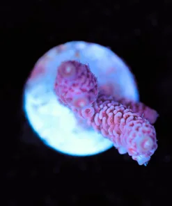 Wysiwyg Acropora Frag  [F118]