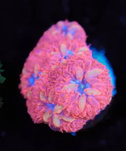 Wysiwyg Blue Raven Blastomussa Frag [F128]