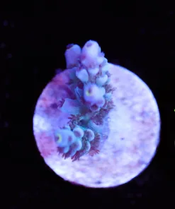 Wysiwyg Acro Frag [F132]