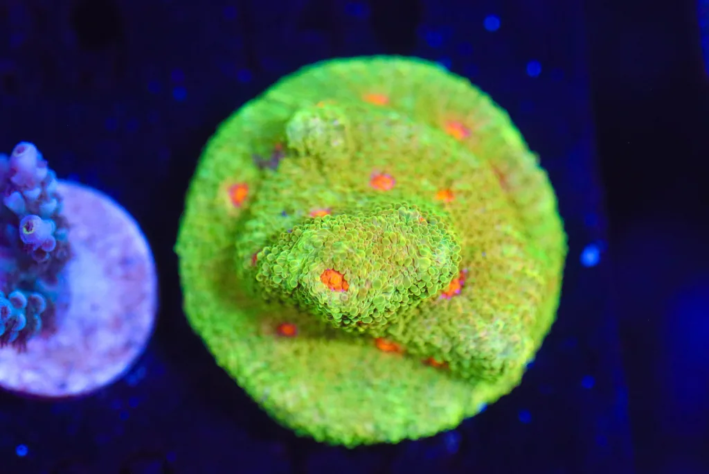 Frag Box Corals