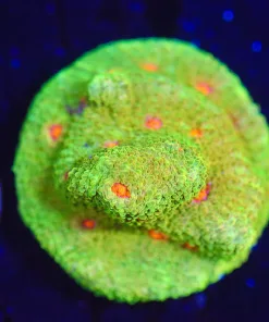 Wysiwyg Mummy Eye Chalice Frag [F133]