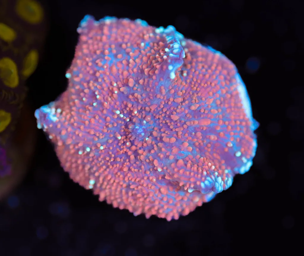 Frag Box Corals