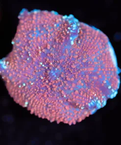 Wysiwyg Mushroom Frag [F136]