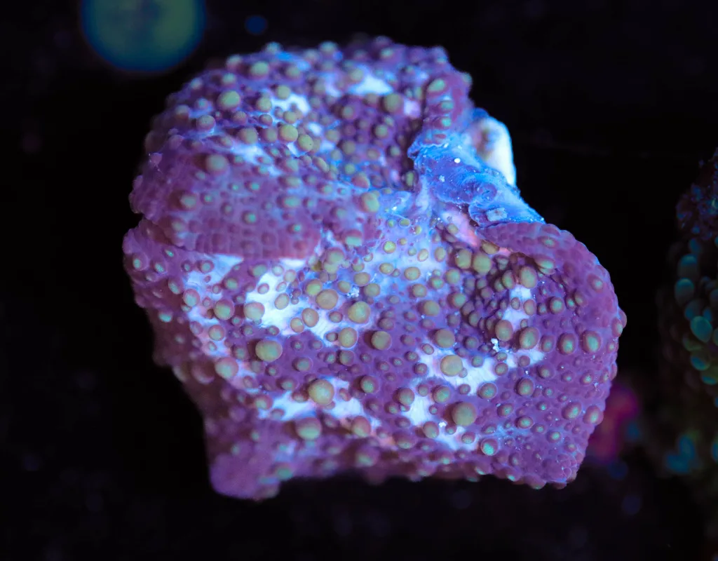 Frag Box Corals