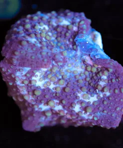 Wysiwyg Mushroom Frag [F141]