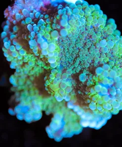 Wysiwyg Ricordea Yuma Frag [F142]