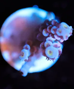Wysiwyg Acropora Frag [F143]