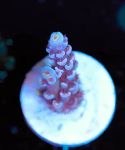 Wysiwyg  Acropora  Frag [F147]