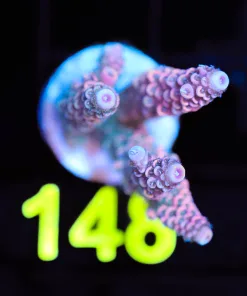 Wysiwyg Acropora Millepora Frag [F148]