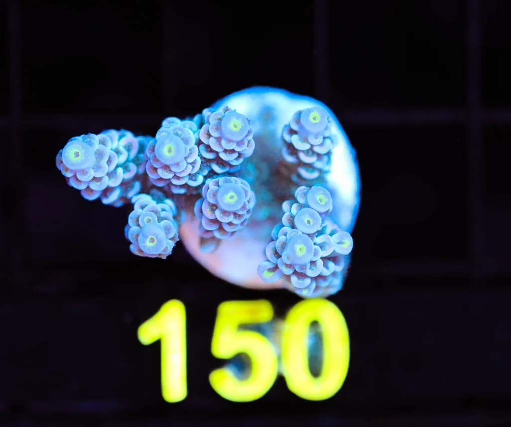 Frag Box Corals