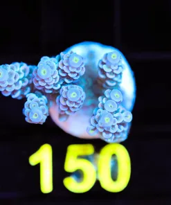 Wysiwyg Acropora Tenuis Frag [F150]