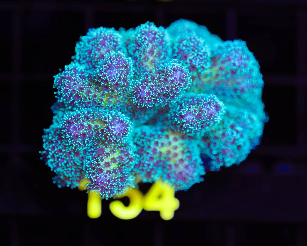 Frag Box Corals