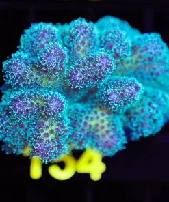 Wysiwyg Jelly Belly Pocillopora Frag [F154] **MINI COLONY**