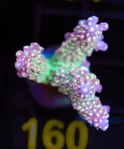 Wysiwyg Acropora Frag [F160]