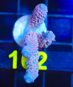 Wysiwyg Acropora Millipora Frag [F162]