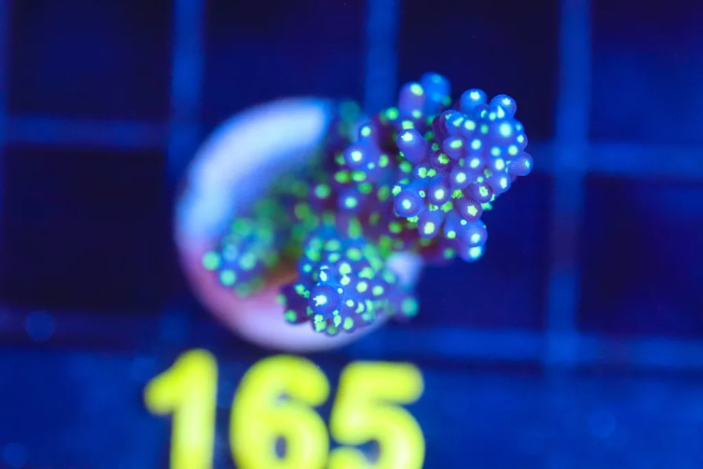 Frag Box Corals