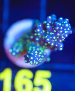 Wysiwyg Acropora Bonsai Frag [F165]