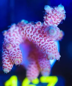 Wysiwyg Acropora Millepora  Frag [F167]