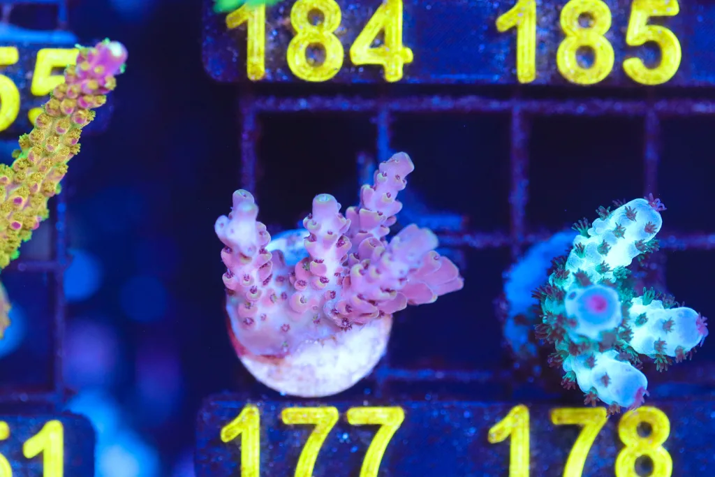 Frag Box Corals
