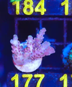 Wysiwyg Great Barrier Reef Acropora Frag  [F177]