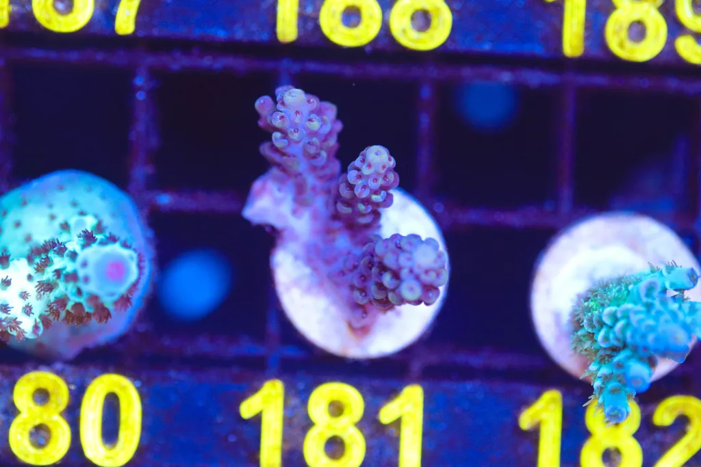 Frag Box Corals