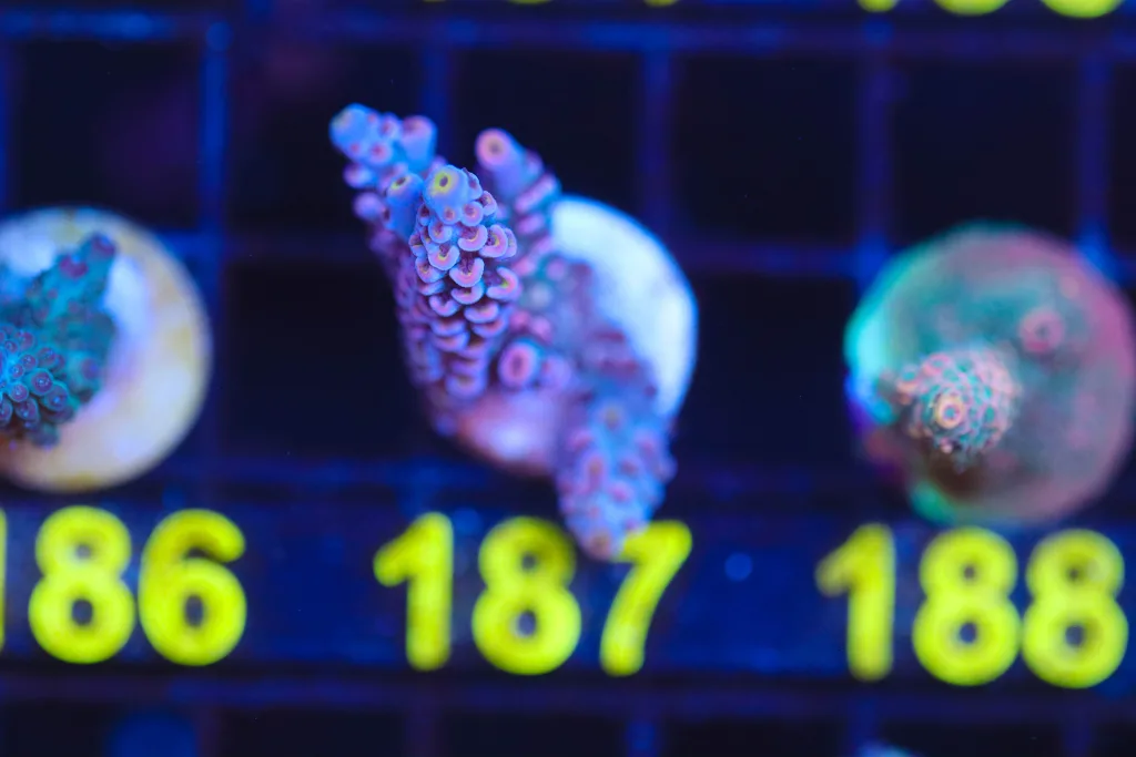 Frag Box Corals