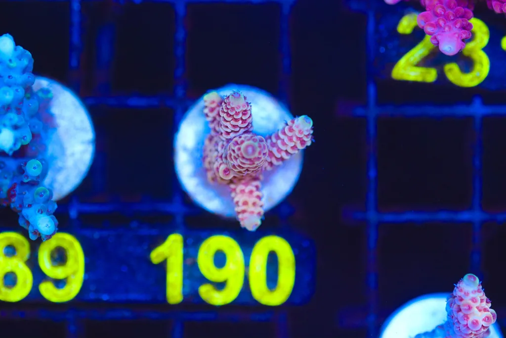 Frag Box Corals