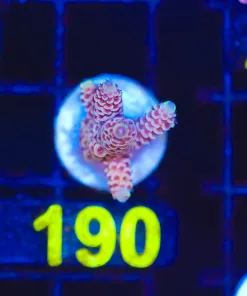 Wysiwyg Millepora Acropora Frag [F190]