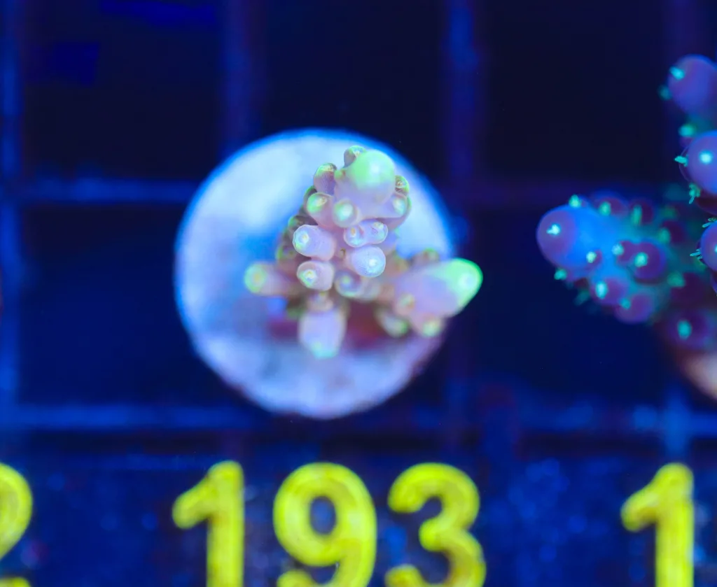 Frag Box Corals