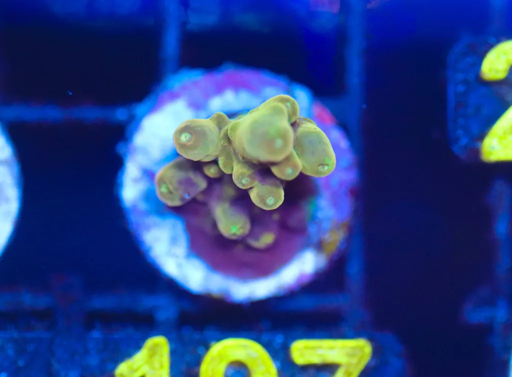 Frag Box Corals