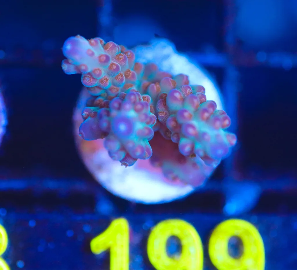 Frag Box Corals
