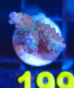 Wysiwyg Acropora Frag [F199]
